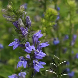 Cardinal Flower, Great Blue G1