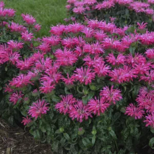 Bee Balm 'Electric Neon Pink' G1