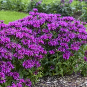 Bee Balm 'Electric Neon Purple' G1