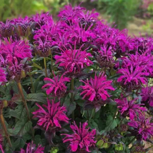 Bee Balm 'Rockin' Raspberry' G1