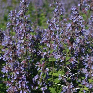 Catmint 'Blue Wonder' G1