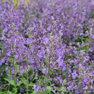 Catmint 'Junior Walker' G1