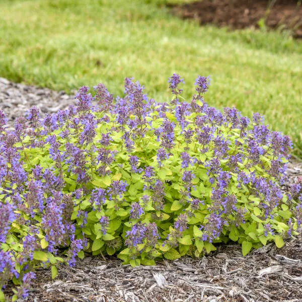 Catmint 'Lemon Purrfection' G1 - Image 2