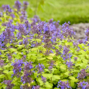 Catmint 'Lemon Purrfection' G1