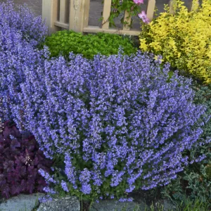 Catmint 'Purrsian Blue' G1