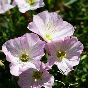 Evening Primrose 'Siskiyou' G1