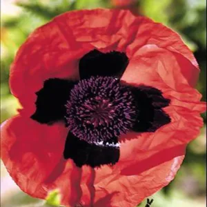 Poppy, Oriental 'Brilliant'