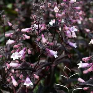 Beardtongue 'Dark Towers' G1