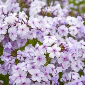 Phlox 'Opening Act Pink-a Dot' G1