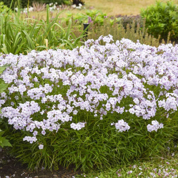Phlox 'Opening Act Pink-a Dot' G1 - Image 2