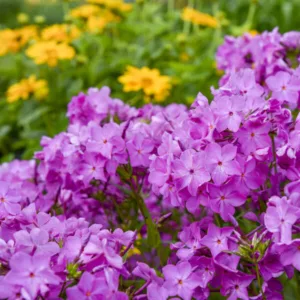 Phlox 'Opening Act Ultrapink' G1
