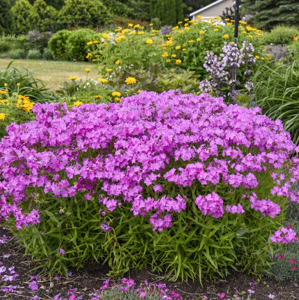 Phlox 'Opening Act Ultrapink' G1 - Image 2