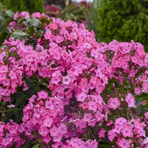 Phlox 'Pink Lightning' G1