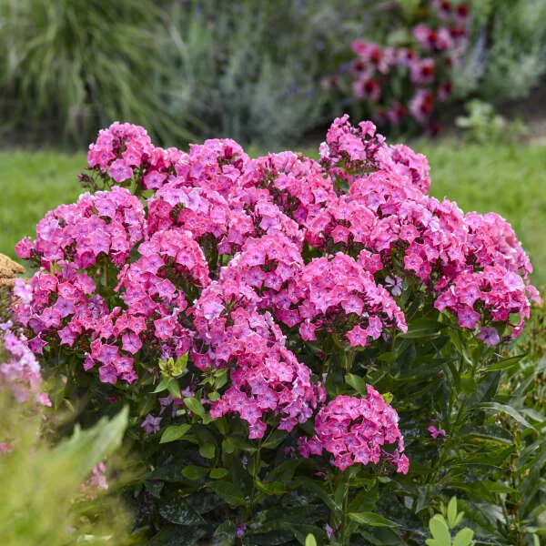 Phlox 'Pink Lightning' G1 - Image 2