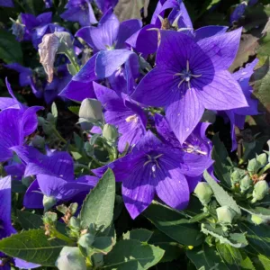 Balloon Flower 'Pop Star Blue' G1
