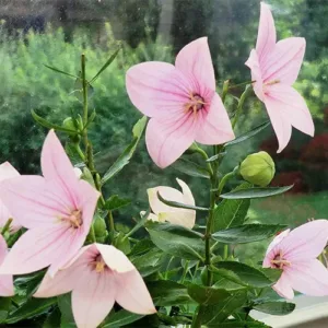 Balloon Flower 'Pop Star Pink' G1