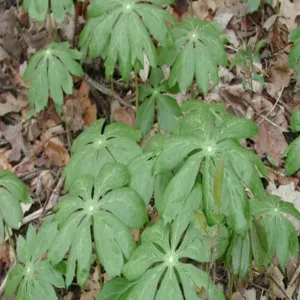 Mayapple G1