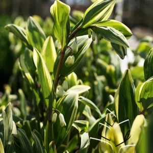 Solomon's Seal 'Variegatum' G1