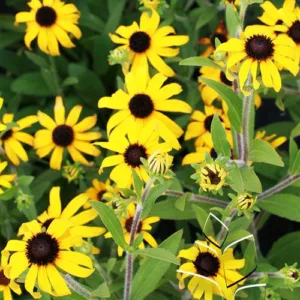 Black-Eyed Susan 'American Gold Rush' G1