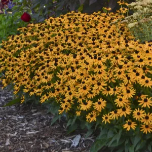 Black-Eyed Susan 'Little Goldstar' G1