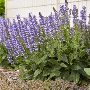 Salvia 'Azure Snow' G1