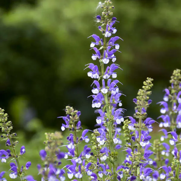Salvia 'Azure Snow' G1 - Image 2