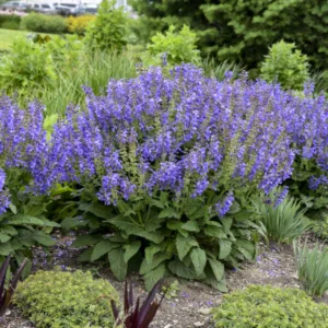 Salvia 'Big Sky' 1gal