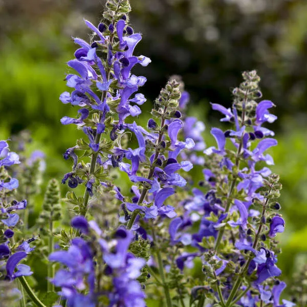 Salvia 'Big Sky' 1gal - Image 2