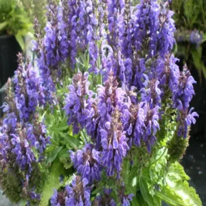Salvia 'Marcus' G1