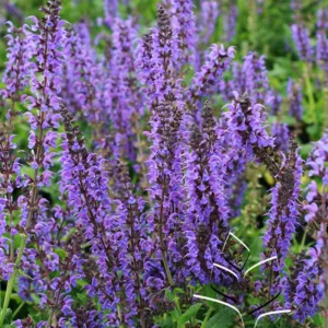 Salvia 'May Night' G1