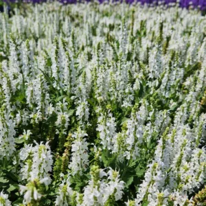 Salvia 'Snow Hill' G1