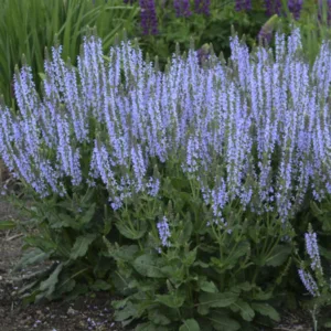 Salvia 'Crystal Blue' G1