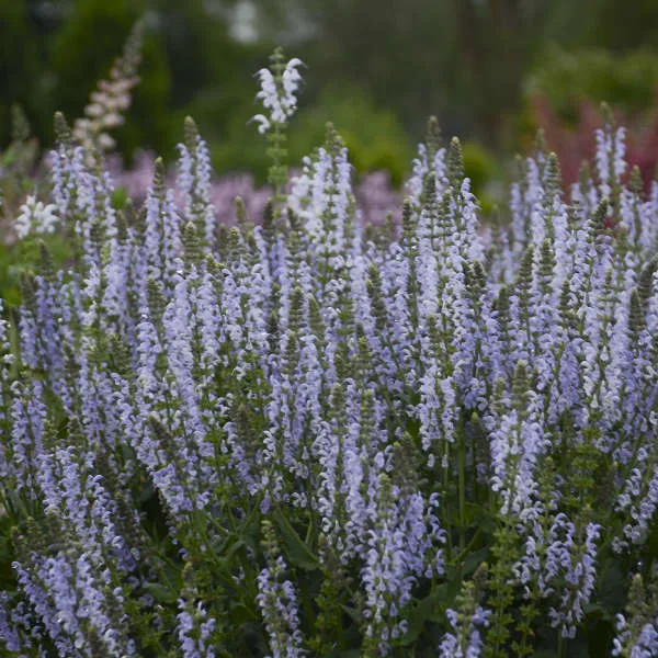 Salvia 'Crystal Blue' G1 - Image 2