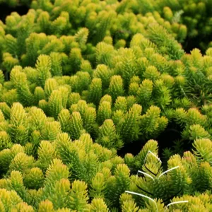 Sedum 'Angelina' G1