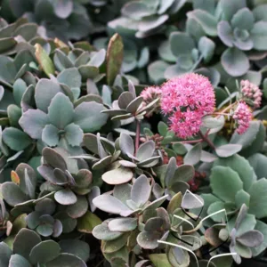 Sedum 'Dazzleberry' G1
