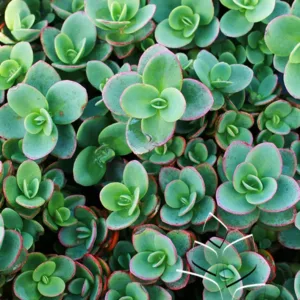 Sedum 'Lime Zinger' G1