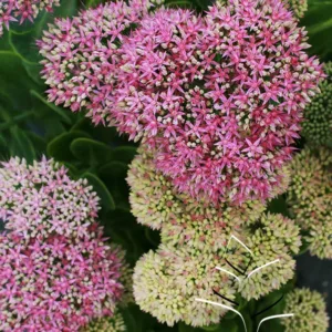 Sedum 'Neon' G1