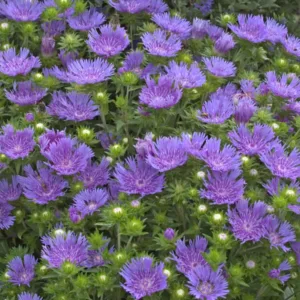 Stokes Aster 'Peachies Pick' G1