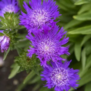 Stokes Aster 'Honeysong Purple' G1