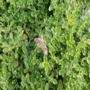 Germander G1