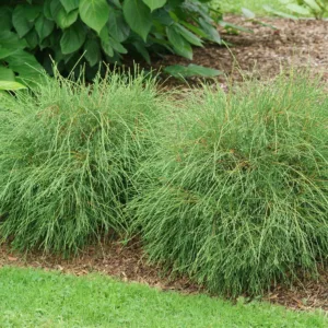 Arborvitae 'Whip it Good' G2