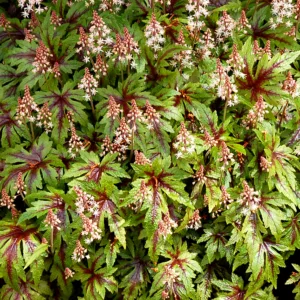 Foamflower 'Sugar and Spice' G1
