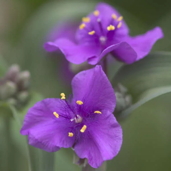 Spiderwort 'Concord Grape' G1 - Image 2