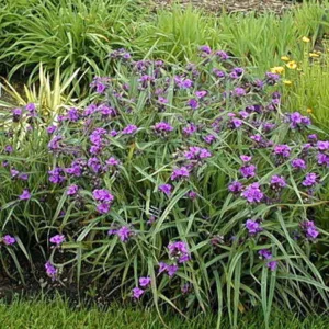 Spiderwort 'Concord Grape' G1