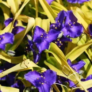 Spiderwort 'Sweet Kate' G1