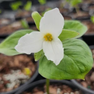 Trillium Great White G1