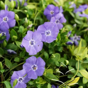 Vinca/Myrtle