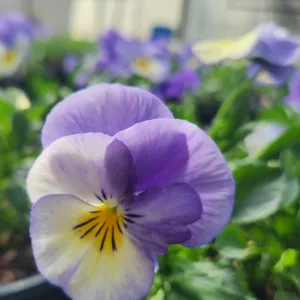 Viola 'Halo Sky Blue' G1