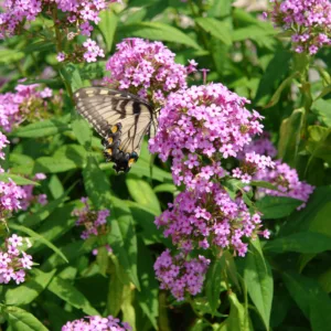 Phlox 'Jeana' G1
