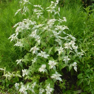 Mountain Mint G1